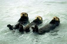 otters