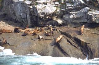 Sea Lions