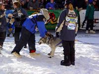 Musher petting his dogs