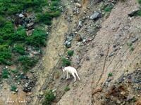 Dall Sheep