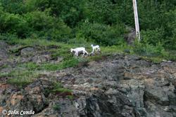 Dall sheep