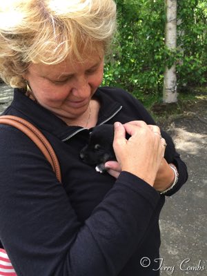 Terry and Iditarod puppies