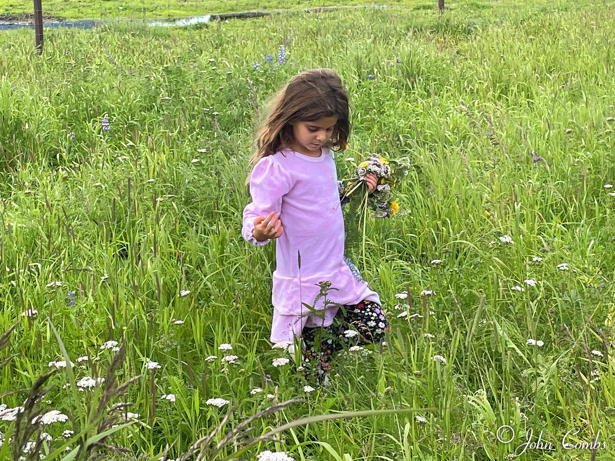 Flower collector