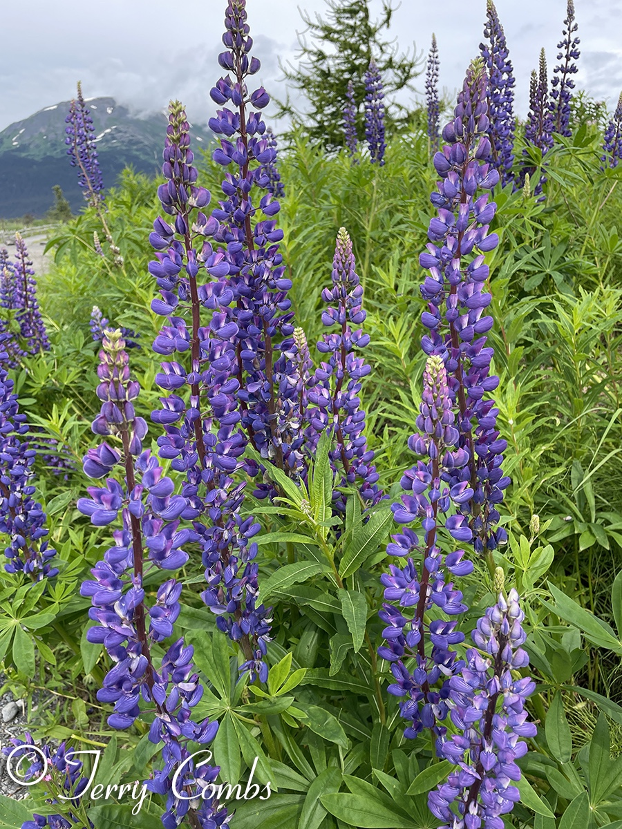 Alaska Central Railroad