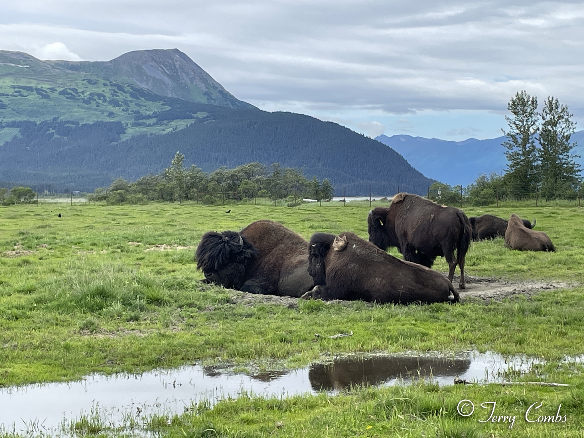 Bison