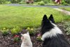 Sheltie selfie