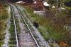 Black bear at tracks